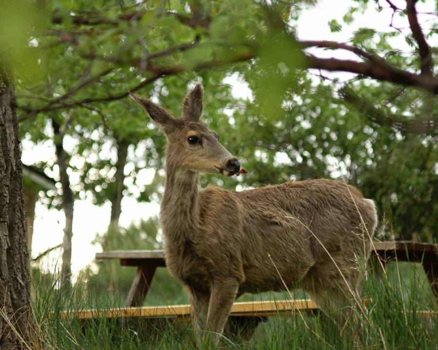 Natural Sanctuary